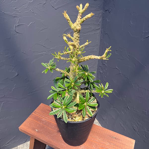 園芸ネット本店｜ドルステニア：ギガス 6号23-01 の通販【公式】