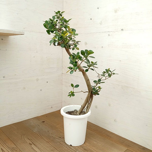 パンダガジュマル 斑入り 6号サイズ 【公式通販】