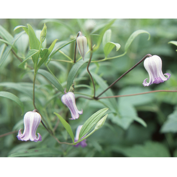 園芸ネット本店｜クレマチス：ソシアリス4.5号ポット （インテグリ