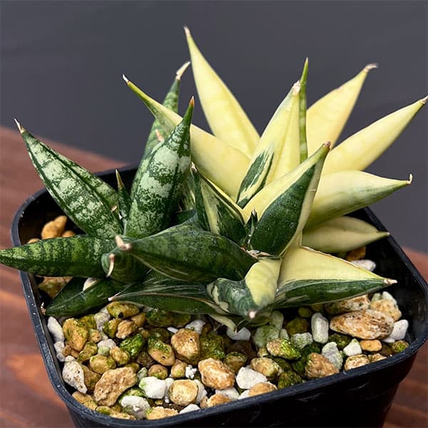 園芸ネット本店｜[送料無料]サンセベリア：ミンマニーバリエガータ