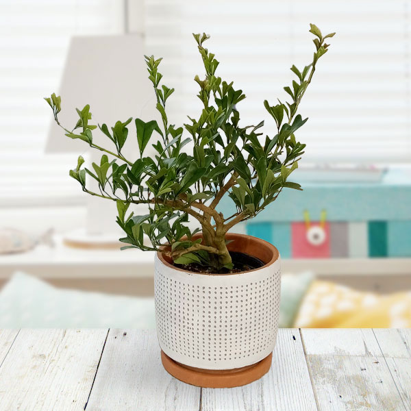 園芸ネット本店｜[ギフトに]シェフレラ：トライアンギュラリス 3.5号