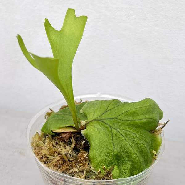 園芸ネット本店｜ビカクシダ（コウモリラン）：リドレイ 3号ポット の