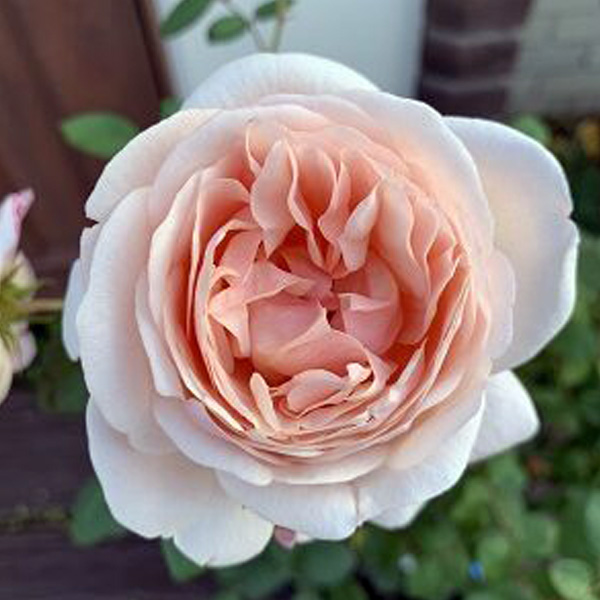 園芸ネット本店｜四季咲中輪バラ：たまくしげ6号鉢植え の通販【公式】