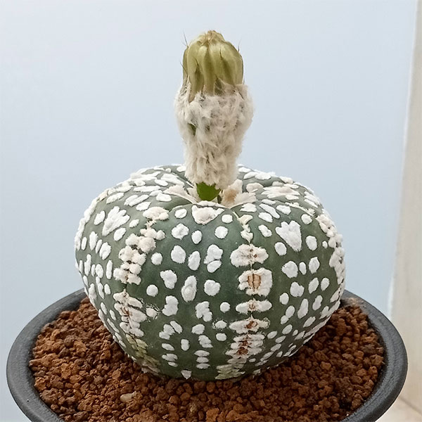 園芸ネット本店｜アストロフィツム：スーパーカブト Vタイプ 2.5号23