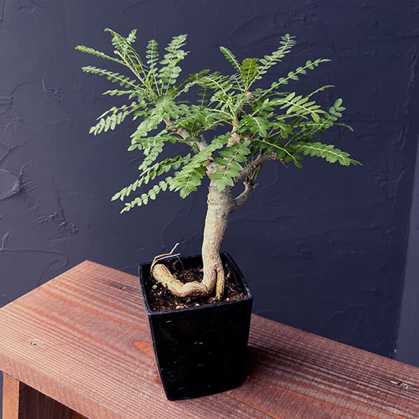 園芸ネット本店｜ボスウェリア：ネグレクタ 8.5cm角鉢23-02 の通販【公式】