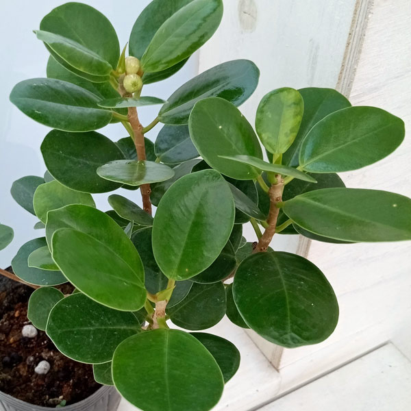 園芸ネット本店｜パンダガジュマル 3.5号ポット の通販【公式】