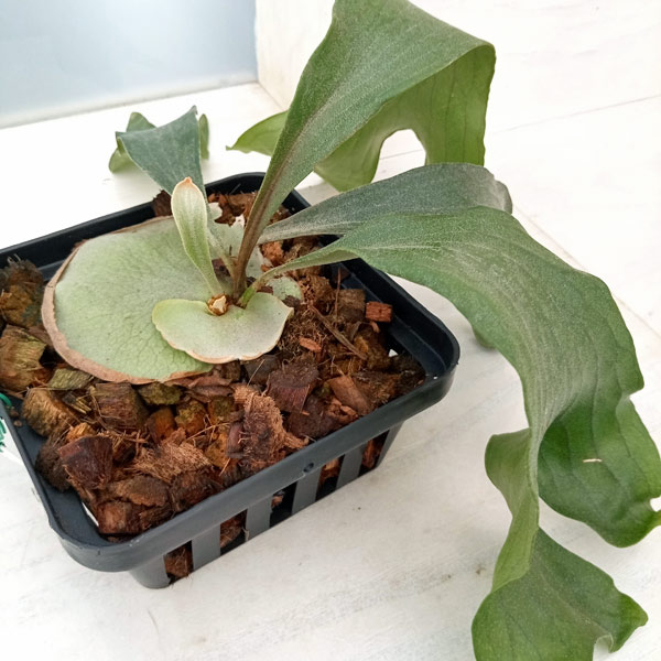 園芸ネット本店｜ビカクシダ（コウモリラン）：ヒリー＃07（ンガエサイ