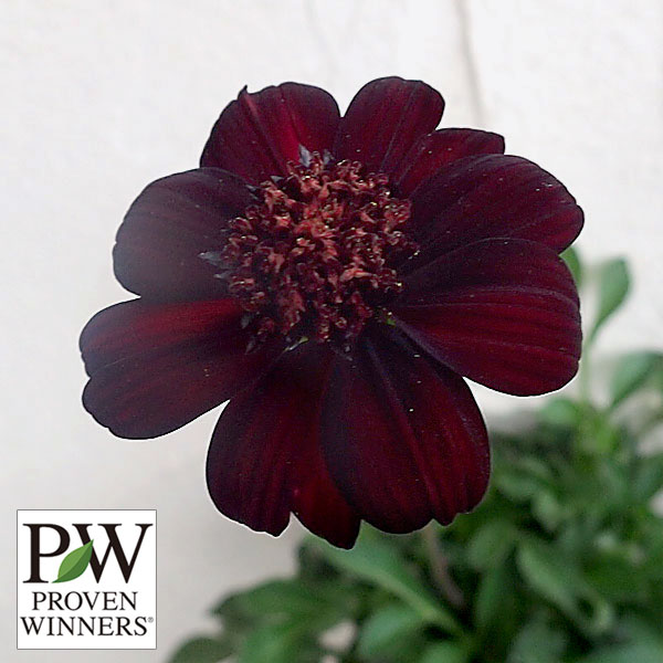 園芸ネット本店｜チョコレートコスモス：チョカモカ3.5号ポット 12株