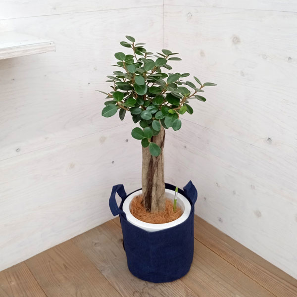 園芸ネット本店｜パンダガジュマル 8号ルーツポーチ鉢カバー入り