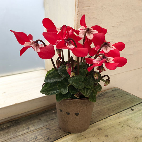 園芸ネット本店｜シクラメン：ミニョン スーパージックスレッド2号・鉢