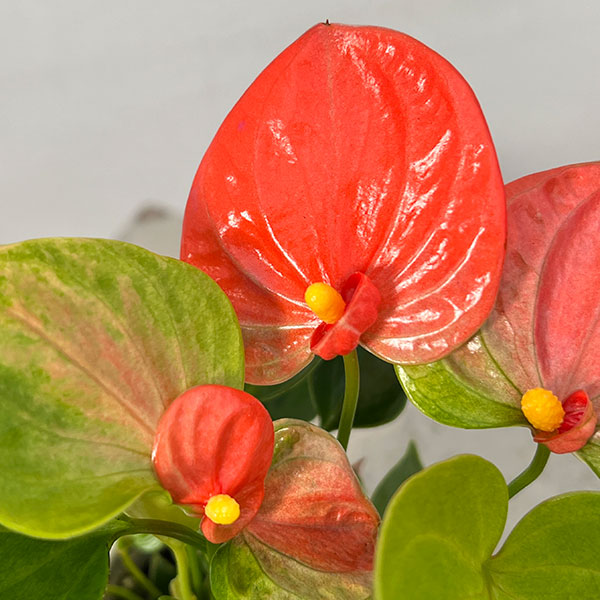 園芸ネット本店｜アンスリウム：日向 2.5号 の通販【公式】