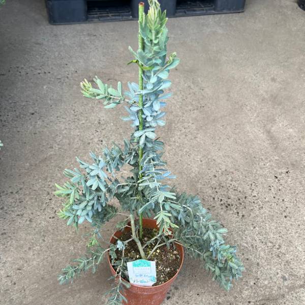 園芸ネット本店｜アカシア：シダレ ミモザ5号鉢植え の通販【公式】