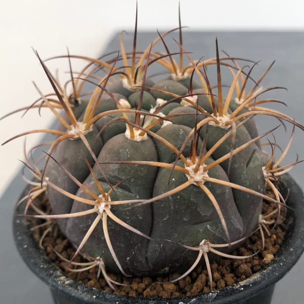 園芸ネット本店｜ギムノカリキウム：尾形丸（オガタマル）3号鉢植え の