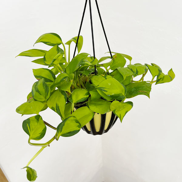園芸ネット本店｜ポトス：AWファンタジー 5号吊り鉢 の通販【公式】