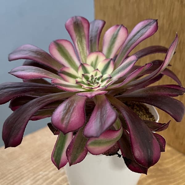 園芸ネット本店｜アエオニウム：ガーネット錦 2.5号ポット の通販【公式】