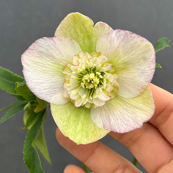 園芸ネット本店｜大和園さんのクリスマスローズ：24-16セミダブル／4.5