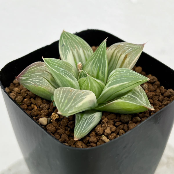 園芸ネット本店｜[ザ・ファームセレクト]ハオルチア ：ミルキーウェイ