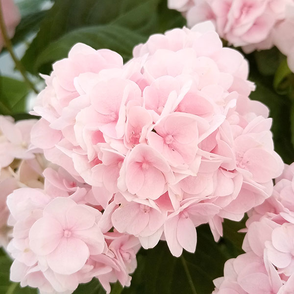 園芸ネット本店｜ヤマアジサイ：伊予獅子てまり（イヨシシテマリ） 4号