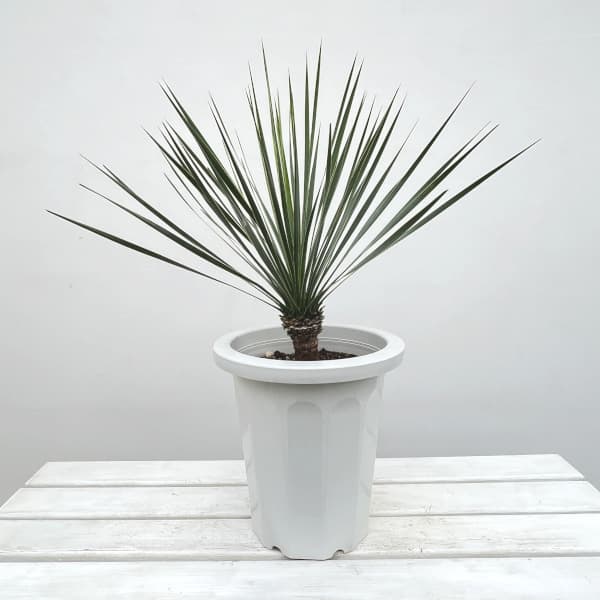 園芸ネット本店｜ユッカ：ロストラータ 8号鉢植え24-01 の通販【公式】