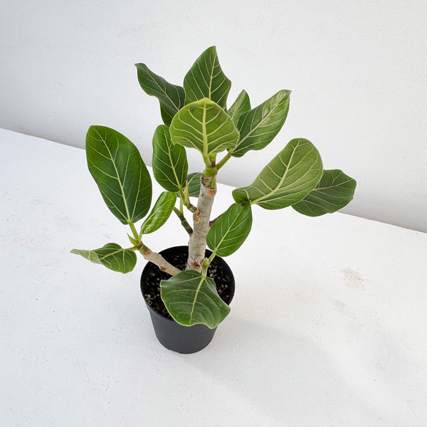 園芸ネット本店｜フィカス：ベンガレンシス 3.5号ポット の通販【公式】