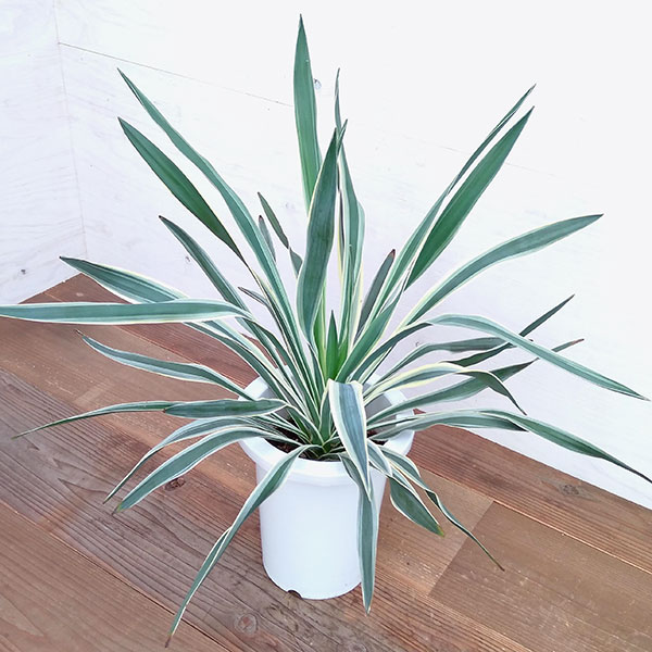 園芸ネット本店｜ユッカ：グロリオサ バリエガータ 8号鉢植え の通販