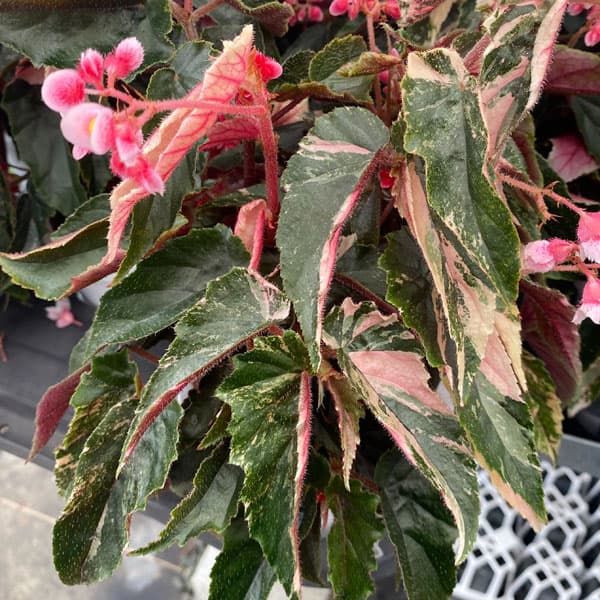 園芸ネット本店｜ベゴニア：ジニーギンガ（銀河・斑入り葉）4号鉢植え
