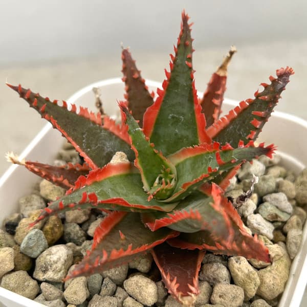 園芸ネット本店｜アロエ：カスティロニアエ ハイブリット 3号24-02 の