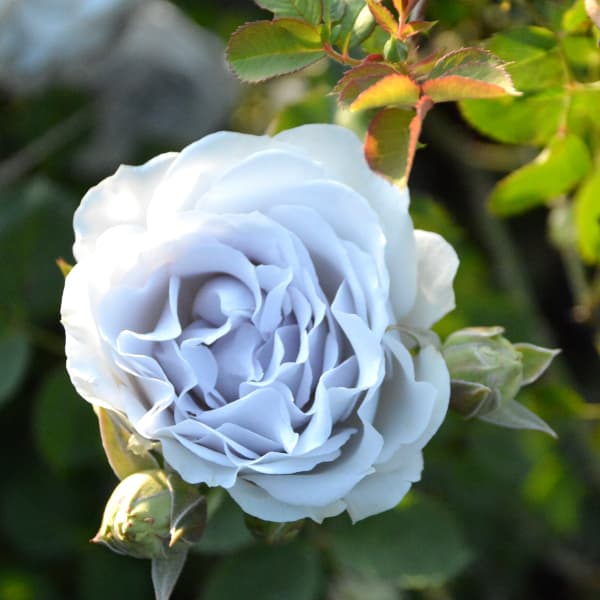 園芸ネット本店｜ロサ・オリエンティス：ポルト・ブルー大苗6号角