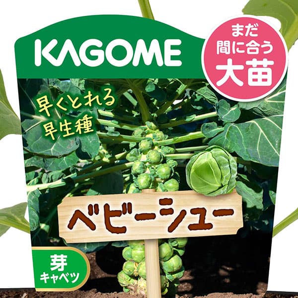 園芸ネット本店｜芽キャベツ：ベビーシュー 4号ポット の通販【公式】