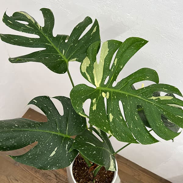 園芸ネット本店｜モンステラ：デリシオーサ：タイコンステレーション 7