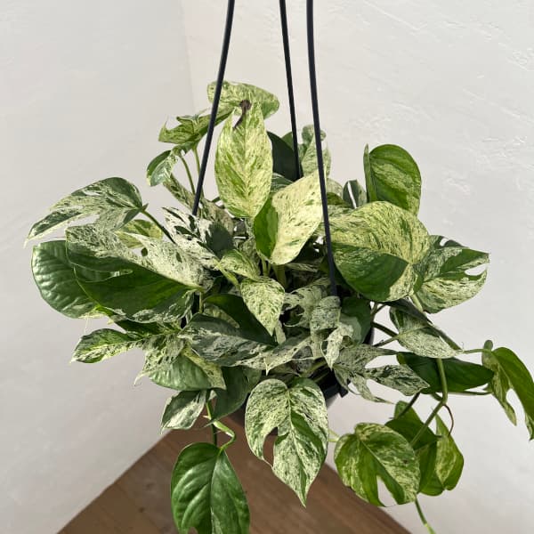 園芸ネット本店｜エピプレムヌム：ピナツム マーブル 7号 の通販【公式】