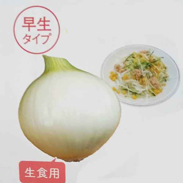 園芸ネット本店｜[送料無料]タマネギ苗：甘くてぶっ玉ねぎ 早生タイプ3