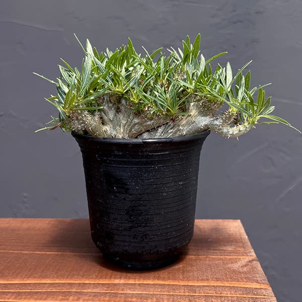 園芸ネット本店｜パキポディウム：グラキリス 綴化 3号鉢24-01 の通販