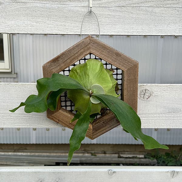 園芸ネット本店｜[ザ・ファームセレクト]ビカクシダ（コウモリラン