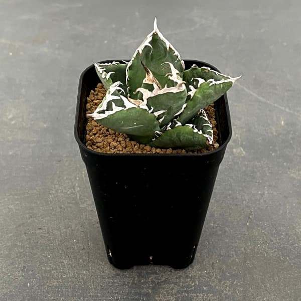 園芸ネット本店｜[ザ・ファームセレクト]アガベ：チタノタ ホウ蟹