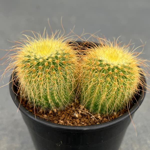 園芸ネット本店｜サボテン：金晃丸 2.5号 の通販【公式】