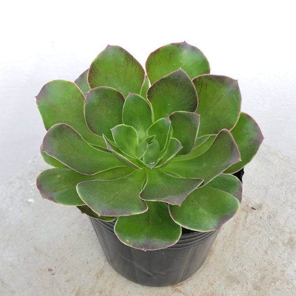 園芸ネット本店｜アエオニウム：魅金ローズ 3号ポット の通販【公式】