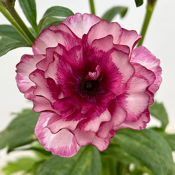 園芸ネット本店｜ラナンキュラス：ラックス ディオニュソス3.5-4号