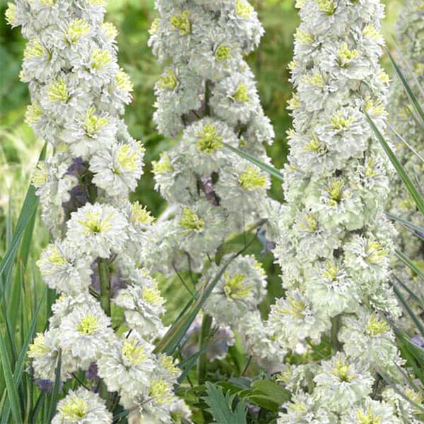 園芸ネット本店｜デルフィニウム：ポーラーセンセーション4号ポット の