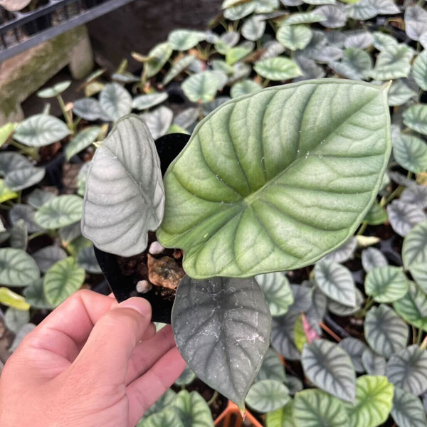 園芸ネット本店｜アロカシア：シルバーネブラ 3.5号ポット* の通販【公式】