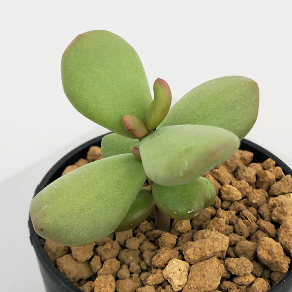 園芸ネット本店｜ケラリア：ピグマエア 2.5号 の通販【公式】