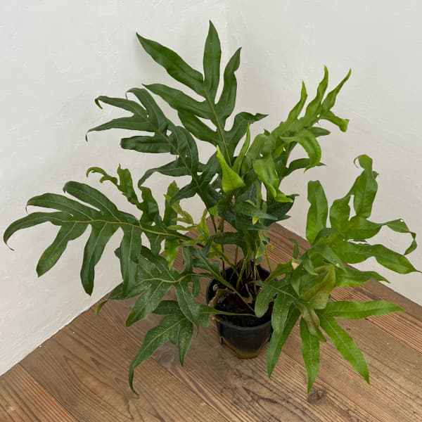 園芸ネット本店｜ドリナリア：クエルシフォリア 6号鉢植え の通販【公式】