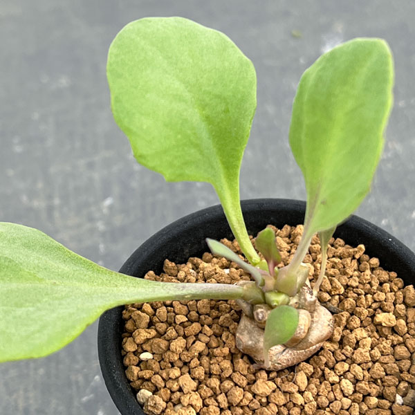 園芸ネット本店｜オトンナ：ヘレー（蛮鬼塔）2.5号鉢 の通販【公式】