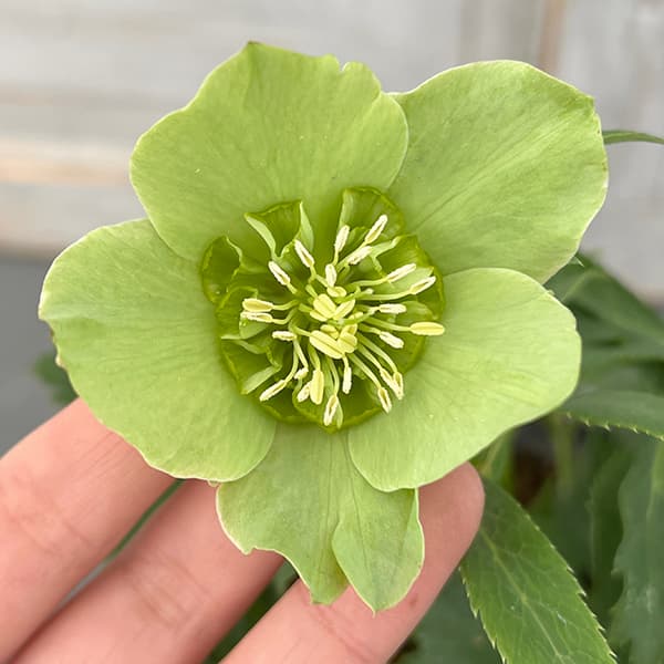 園芸ネット本店｜花郷園さんのクリスマスローズ：25-03セミダブル