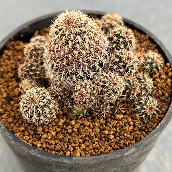 園芸ネット本店｜スルコレブチア：クルゲラエaff.KK1260 3号鉢植え* の