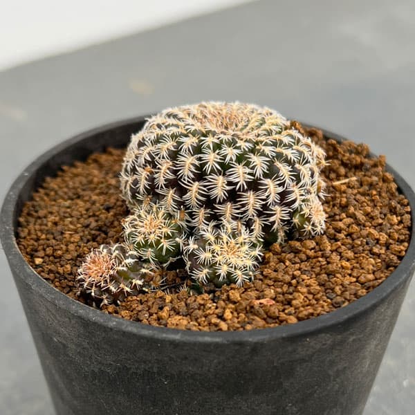 園芸ネット本店｜スルコレブチア：プセウドアングスティニー HS152 3号