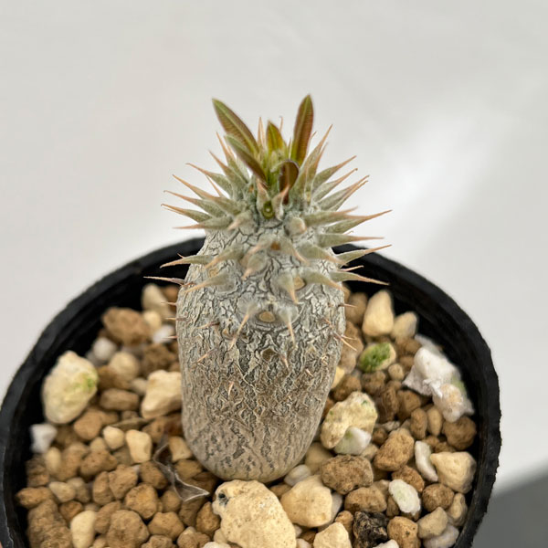 園芸ネット本店｜パキポディウム：ロスラーツム 実生苗 2.5号ポット の