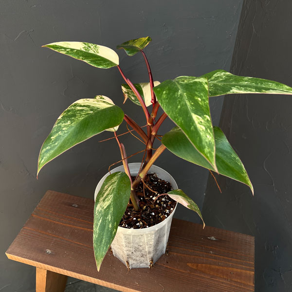 園芸ネット本店｜フィロデンドロン：ストロベリーシェイク 5号25-02 の