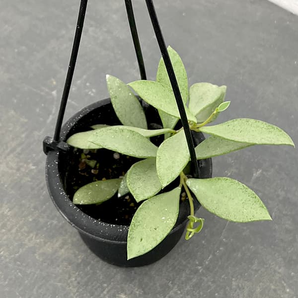 園芸ネット本店｜ホヤ：ヌンムラリオイデス シルバー 3号吊り鉢 の通販