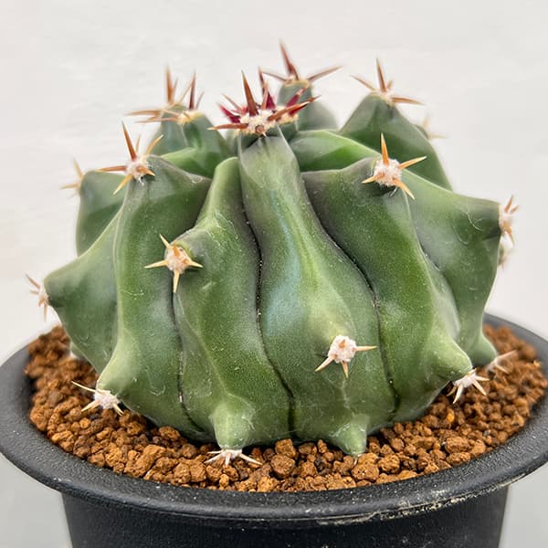 園芸ネット本店｜[ザ・ファームセレクト]フェロカクタス：短刺巨鷲玉
